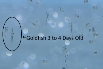 goldfish fry 3 to 4 days old