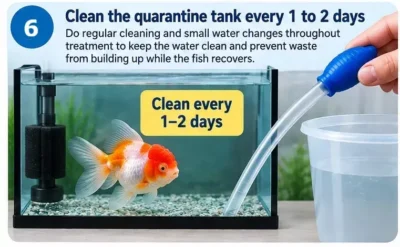 goldfish-fungal-treatment-step-6