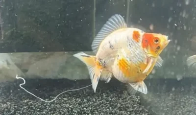 goldfish white stringy poop 