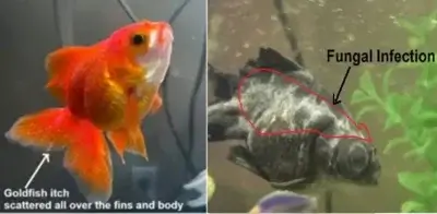 goldfsih itch vs Goldfish fungus