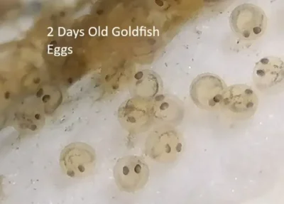 two days old goldfish eggs