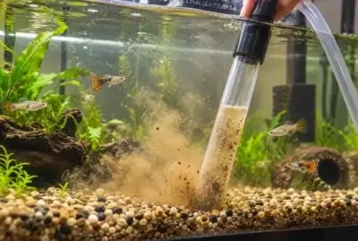 Aquarium Gravel stirred up while Cleaning