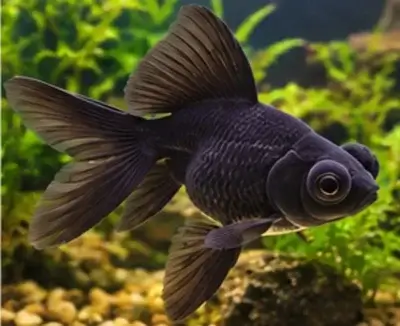 Black Moor Goldfish