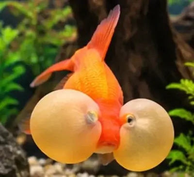 Bubble Eye Goldfish