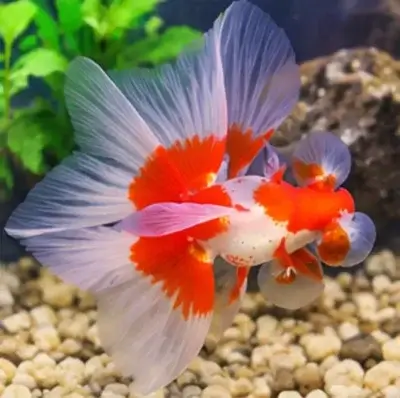 Butterfly Telescope Goldfish