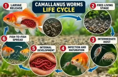 Camallanus Worms Life Cycle 