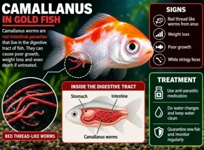 Camallanus-worms in Goldfish 