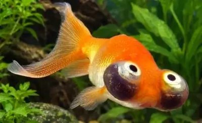 Celestial Eye Goldfish