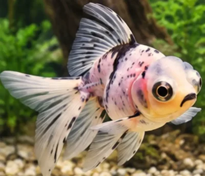 Fantail goldfish