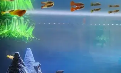 Fish on top of the tank