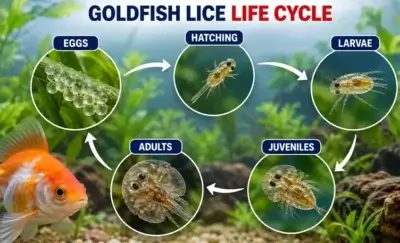 Goldfish Lice Life Cycle 