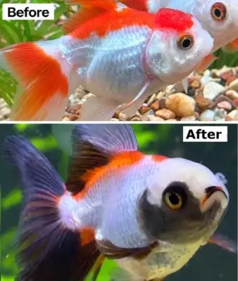 Before-and-after comparison showing darker markings around a goldfish’s face and fins