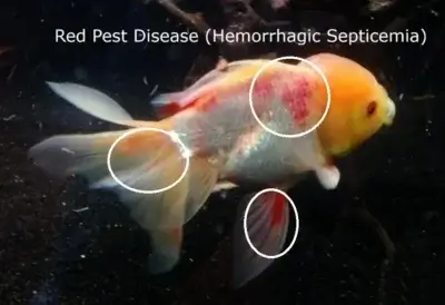 Goldfish with Red Pest Disease (hemorrhagic septicemia)