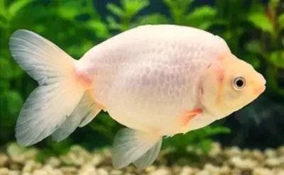 Izumo Nankin Goldfish