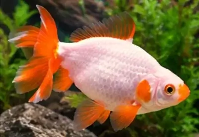 Jikin Goldfish