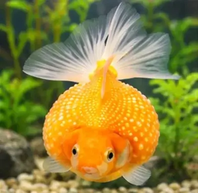 Pearlscale Goldfish