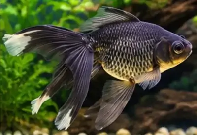 Shukin goldfish