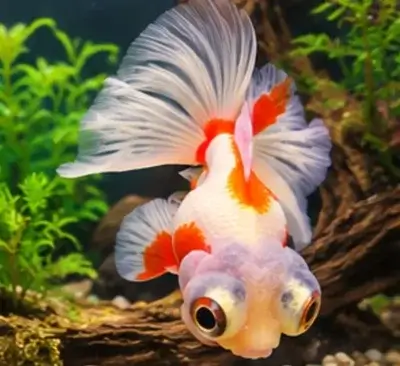 Telescope Goldfish
