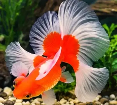 Tosakin Goldfish