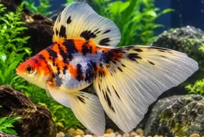 Veiltail goldfish