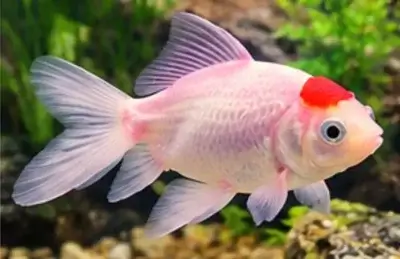 Wakin goldfish