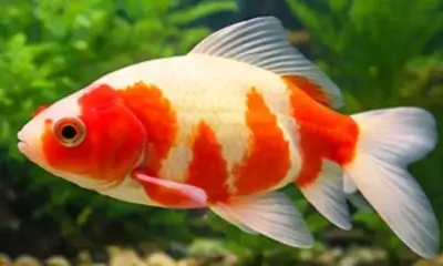 Watonai Goldfish
