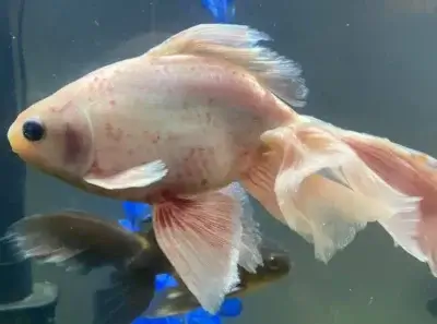 goldfish with ammonia burns showing dark patches