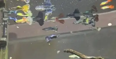 guppy staying at the top of the tank