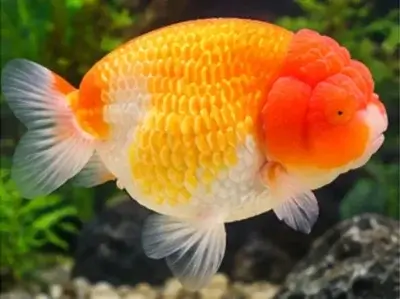 lionhead goldfish